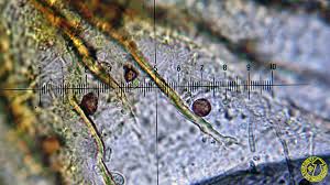 Attēlu rezultāti vaicājumam “Craterium leucocephalum macro”