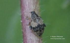 Attēlu rezultāti vaicājumam “Rhynchaenus lonicerae”