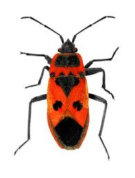 Attēlu rezultāti vaicājumam “Pyrrhocoris apterus imago”