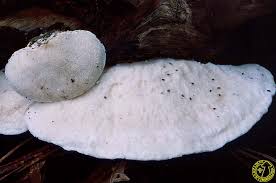 Attēlu rezultāti vaicājumam “Postia stiptica”