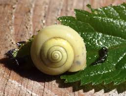 Attēlu rezultāti vaicājumam “Fruticola fruticum”