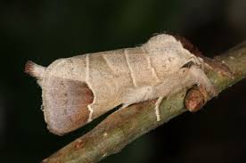 Attēlu rezultāti vaicājumam “Clostera curtula”