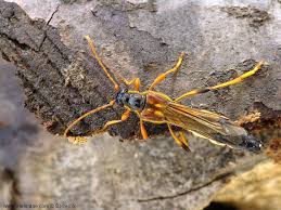 Attēlu rezultāti vaicājumam “Necydalis major”