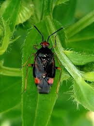 Attēlu rezultāti vaicājumam “Deraeocoris ruber”