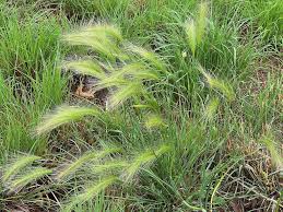 Attēlu rezultāti vaicājumam “Hordeum jubatum”