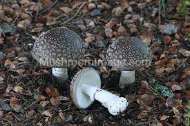Attēlu rezultāti vaicājumam “Amanita excelsa”