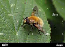 Attēlu rezultāti vaicājumam “Arctophila superbiens”