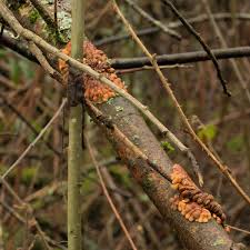 Attēlu rezultāti vaicājumam “Hypocreopsis lichenoides”