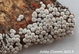 Attēlu rezultāti vaicājumam “Badhamia foliicola spores”