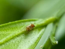 Attēlu rezultāti vaicājumam “Trioza dispar”