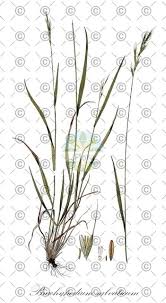 Attēlu rezultāti vaicājumam “Brachypodium sylvaticum fruit”