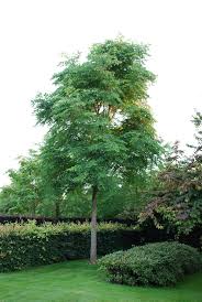 Attēlu rezultāti vaicājumam “Gymnocladus dioicus”