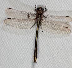 Attēlu rezultāti vaicājumam “Gomphidae”