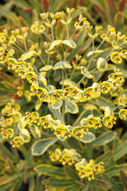 Attēlu rezultāti vaicājumam “Cribraria martinii stalked”