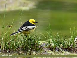 Attēlu rezultāti vaicājumam “Motacilla citreola”