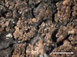 Attēlu rezultāti vaicājumam “Parmeliella triptophylla”