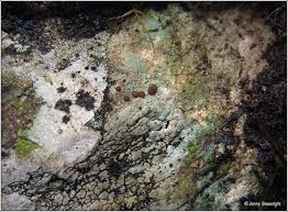 Attēlu rezultāti vaicājumam “Trapelia coarctata”