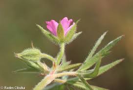 Attēlu rezultāti vaicājumam “Geranium dissectum”