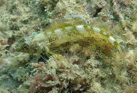 Image result for Haslemere Sub Aqua Club