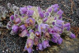 Attēlu rezultāti vaicājumam “Pulsatilla vulgaris”