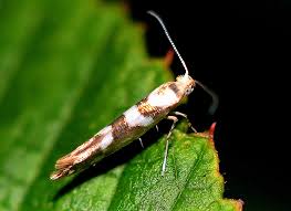 Attēlu rezultāti vaicājumam “Argyresthia goedartella”