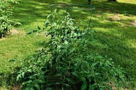 Afbeeldingsresultaat voor black sea man tomato