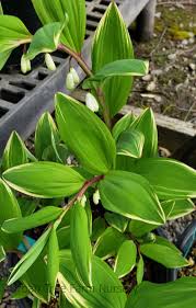 Attēlu rezultāti vaicājumam “Polygonatum odoratum”