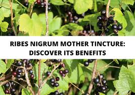 Attēlu rezultāti vaicājumam “Ribes nigrum fruit”