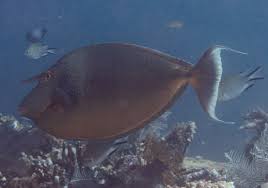 Image result for Naso unicornis