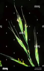 Attēlu rezultāti vaicājumam “Festuca gigantea”