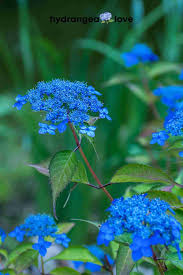 Attēlu rezultāti vaicājumam “Hydrangea”