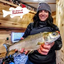 Image result for Coregonus artedi