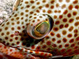 Image result for Epinephelus guttatus