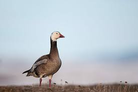 Attēlu rezultāti vaicājumam “Anser brachyrhynchus adult”