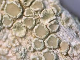 Attēlu rezultāti vaicājumam “Lecanora carpinea”