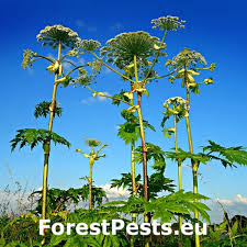 Attēlu rezultāti vaicājumam “Impatiens parviflora fruit”