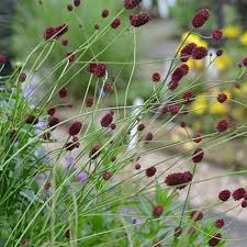 Attēlu rezultāti vaicājumam “Sanguisorba officinalis flower”