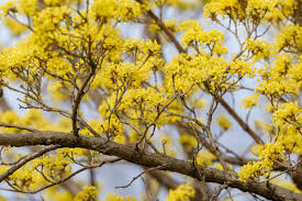 Attēlu rezultāti vaicājumam “Cornus mas flower”