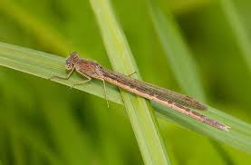 Attēlu rezultāti vaicājumam “Sympecma paedisca”