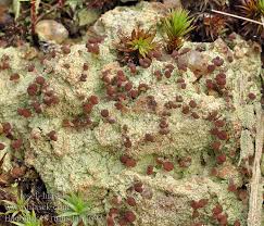 Attēlu rezultāti vaicājumam “Baeomyces rufus”