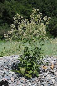 Attēlu rezultāti vaicājumam “Lepidium latifolium”
