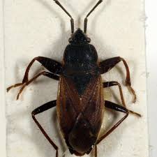 Attēlu rezultāti vaicājumam “Eremocoris plebejus”