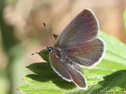 Attēlu rezultāti vaicājumam “Cupido minimus underside”