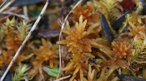 Attēlu rezultāti vaicājumam “Sphagnum teres”