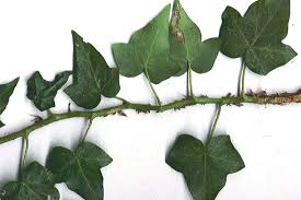 Attēlu rezultāti vaicājumam “Hedera helix  leaf”