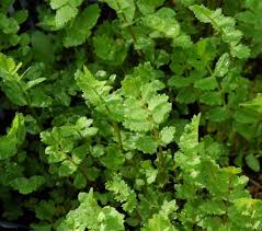 Attēlu rezultāti vaicājumam “Berula erecta”