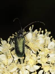Attēlu rezultāti vaicājumam “Gaurotes virginea”