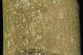 Attēlu rezultāti vaicājumam “Pertusaria albescens”