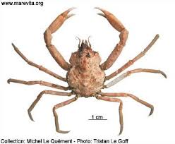 Image result for Hyas araneus