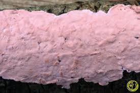 Attēlu rezultāti vaicājumam “Corticium roseum”